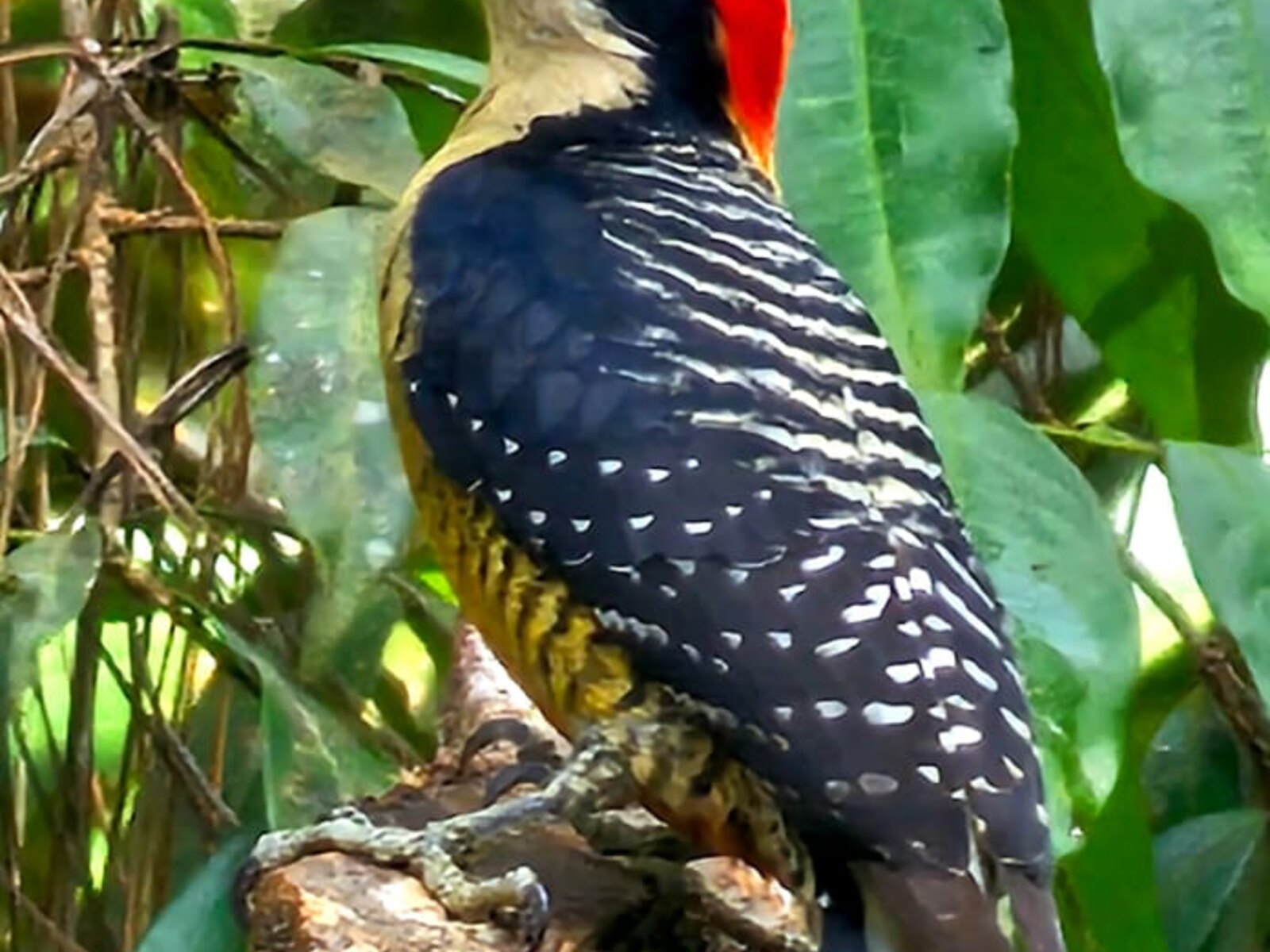 Black-cheeked Woodpecker