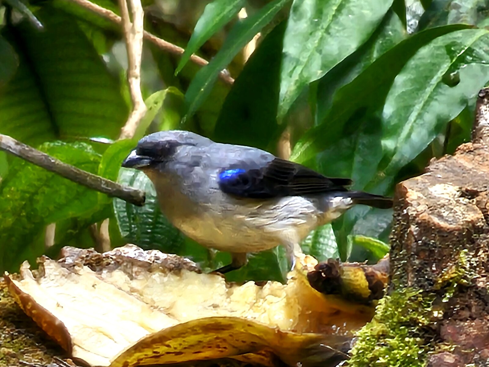 Blue-gray Tanager