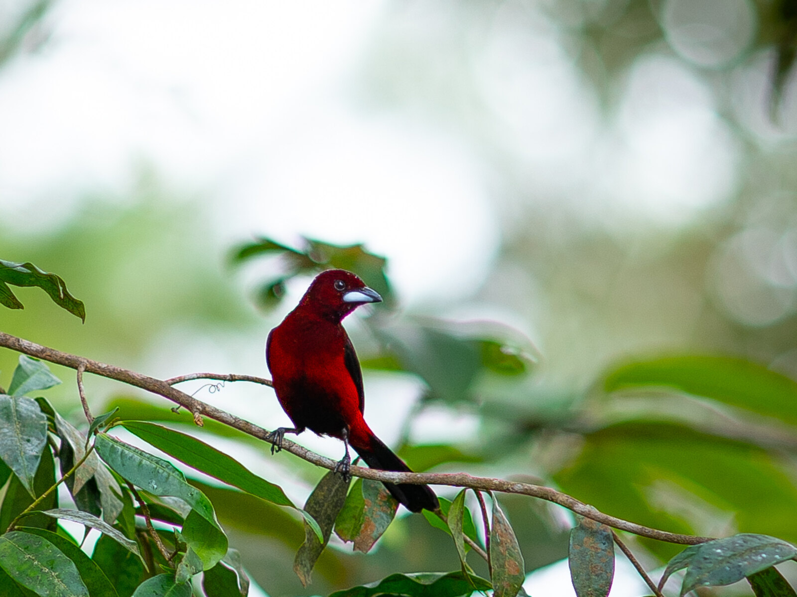 Crimson-backed Tanager