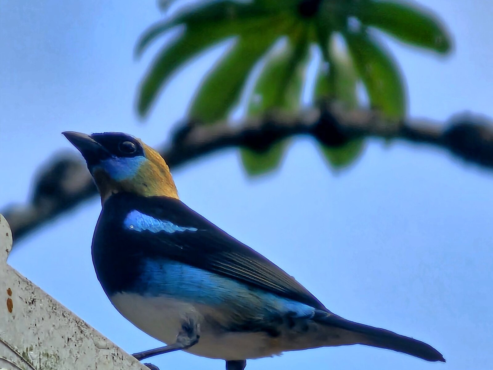 Golden-hooded Tanager