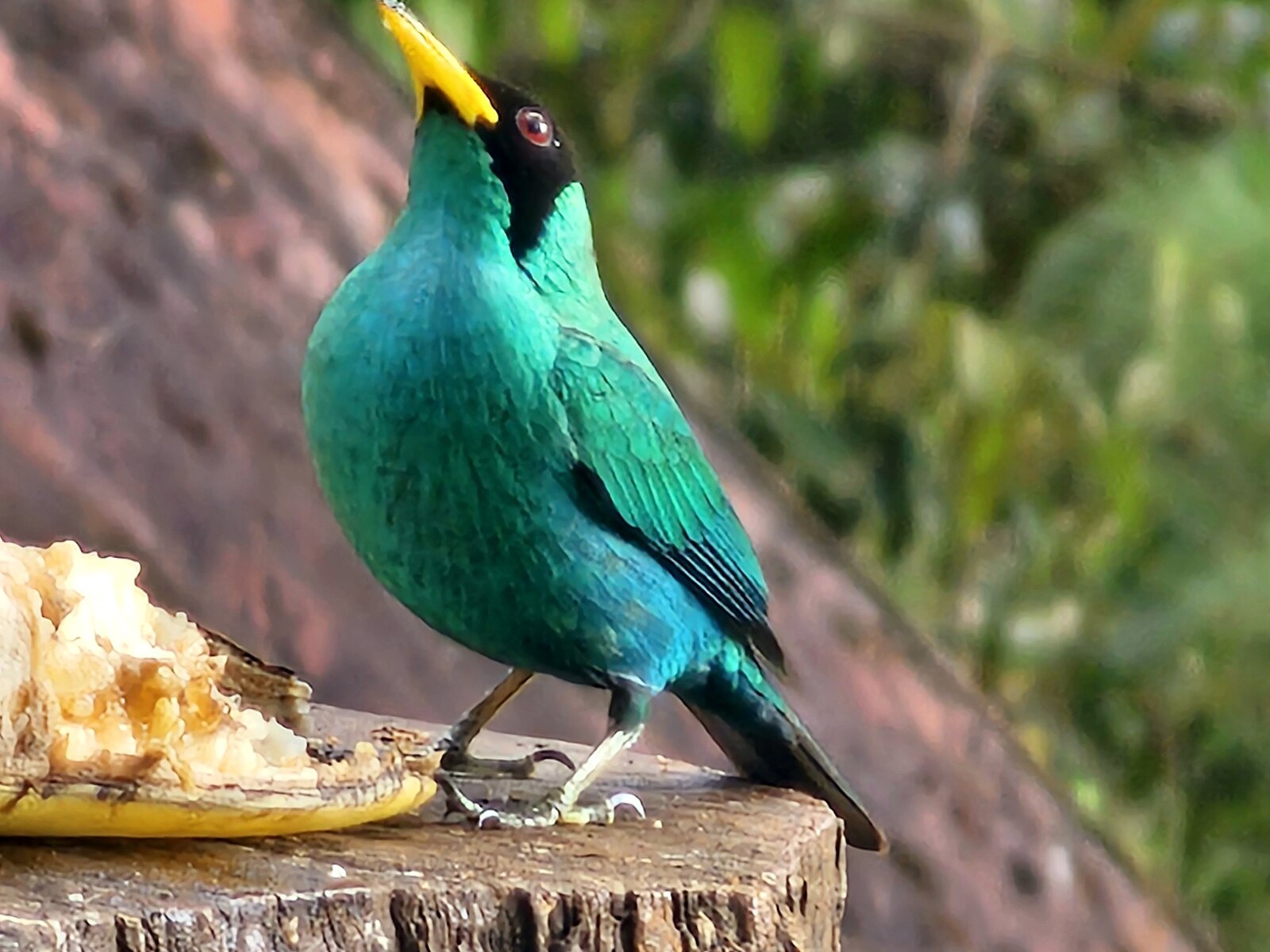 Green Honeycreeper