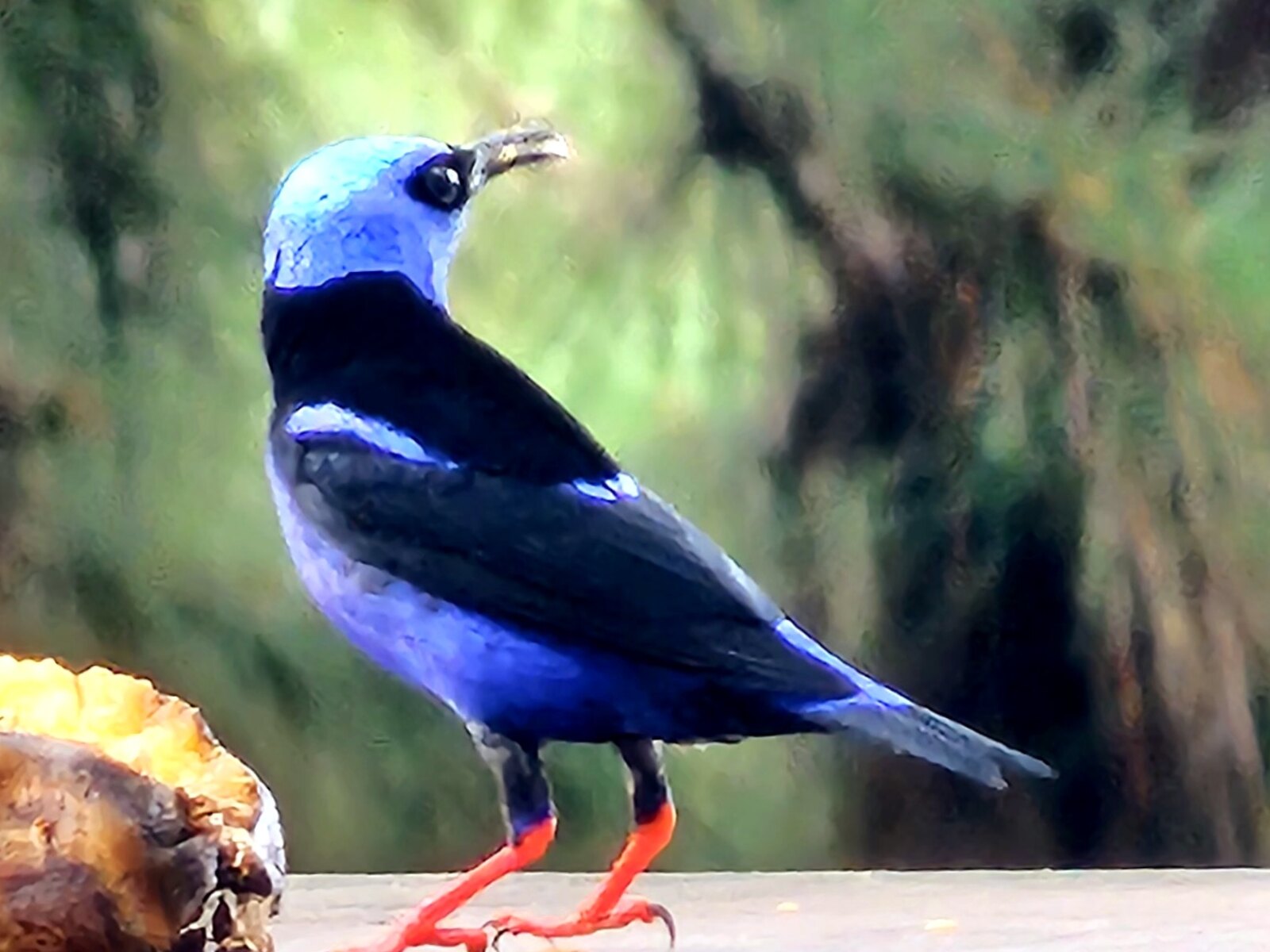 Red-legged Honeycreeper