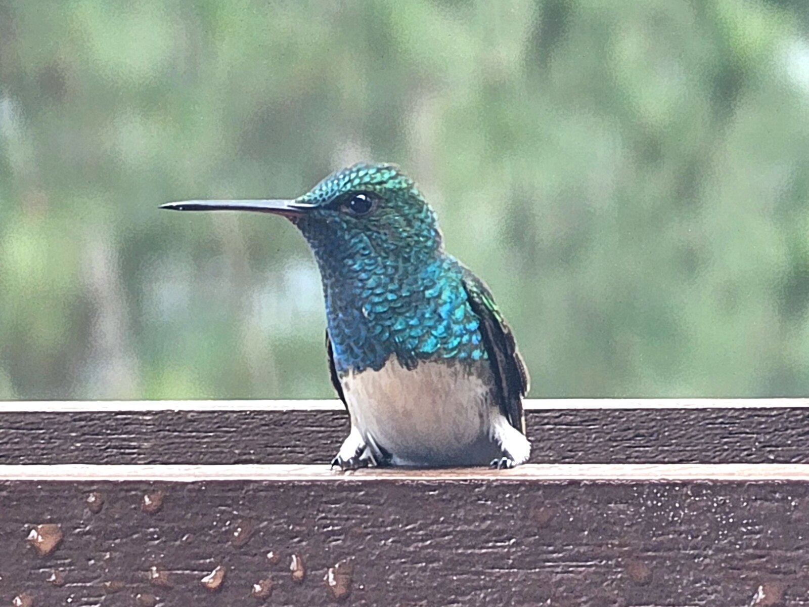 White-necked Jacobin